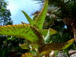 کالانکوئه دایگریمونتیا
